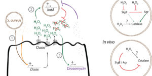 Ramond et al mBIO 2021